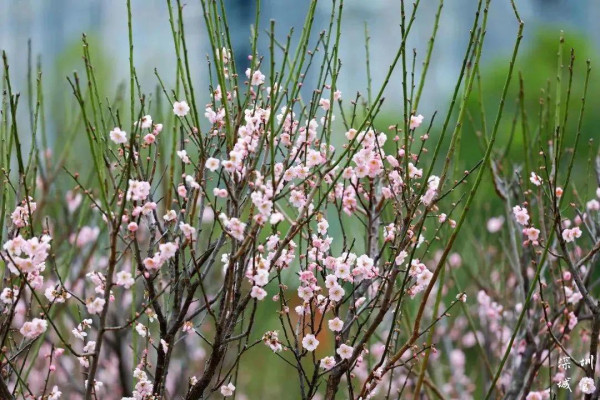 福田深圳梅園(圖片來源:深圳發布微信公眾號) 福田深圳梅園(圖片來源:深圳發布微信公眾號)