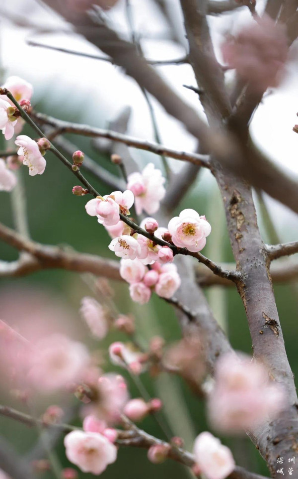 福田深圳梅園(圖片來源:深圳發布微信公眾號) 福田深圳梅園(圖片來源:深圳發布微信公眾號)