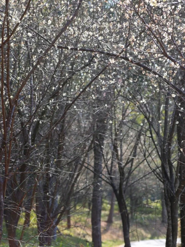 龍崗平湖生態公園(圖片來源:小紅書@少年童游菌) 龍崗平湖生態公園(圖片來源:小紅書@少年童游菌)