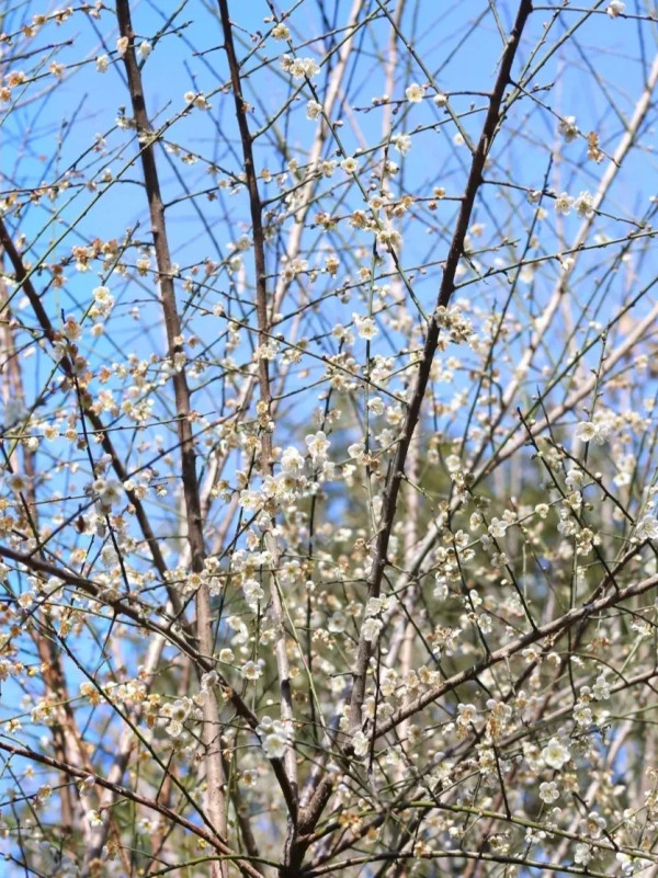 龍崗平湖生態公園(圖片來源:小紅書@少年童游菌) 龍崗平湖生態公園(圖片來源:小紅書@少年童游菌)