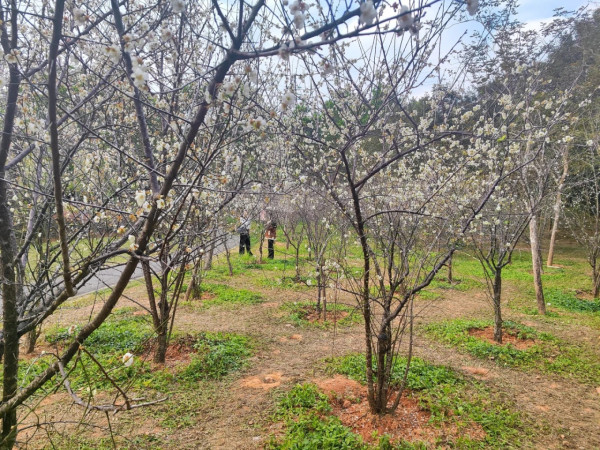 龍崗平湖生態公園(圖片來源:小紅書@小紅薯9FB85397) 龍崗平湖生態公園(圖片來源:小紅書@小紅薯9FB85397)