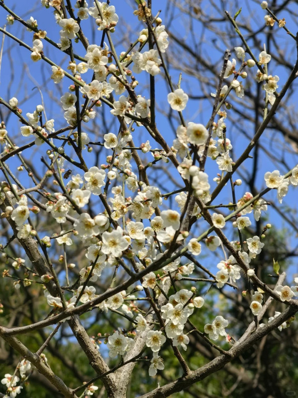 中心公園(圖片來源:小紅書@大叔一枚) 中心公園(圖片來源:小紅書@大叔一枚)
