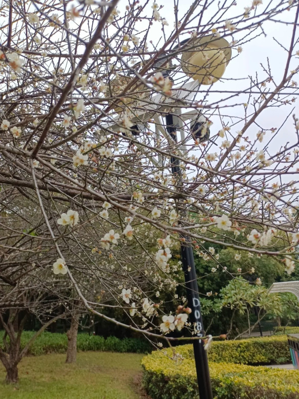 中心公園(圖片來源:小紅書@花之戀) 中心公園(圖片來源:小紅書@花之戀)