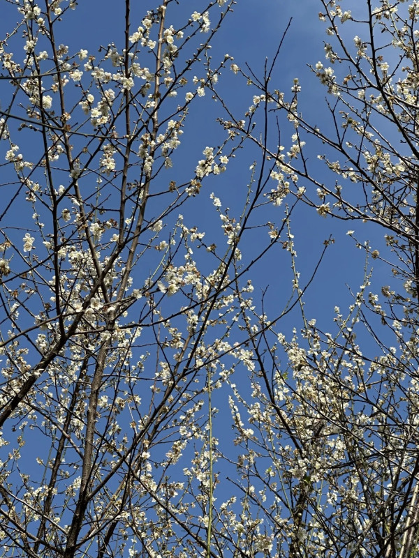 荔枝公園(圖片來源:小紅書@碧芹) 荔枝公園(圖片來源:小紅書@碧芹)