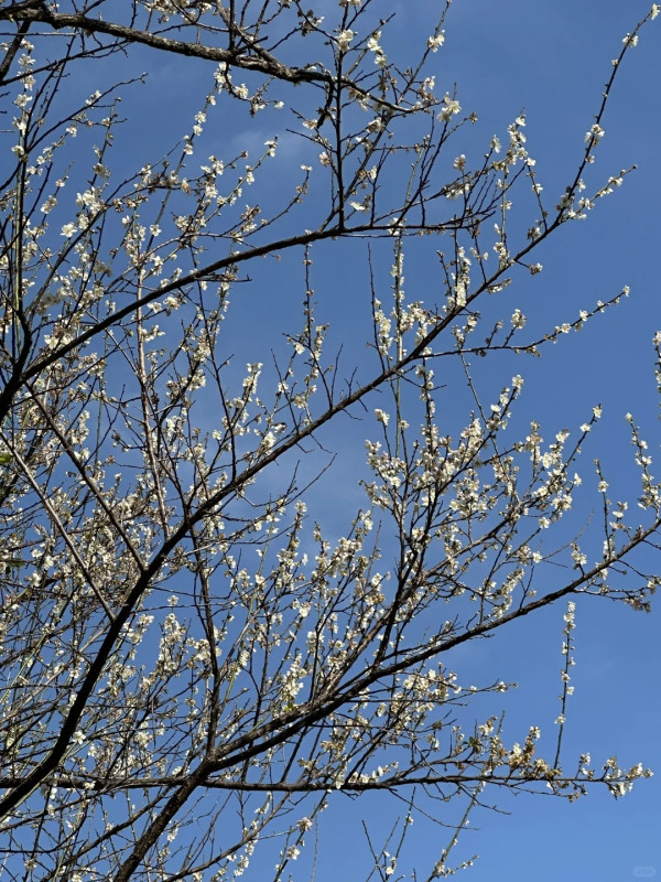 荔枝公園(圖片來源:小紅書@碧芹) 荔枝公園(圖片來源:小紅書@碧芹)