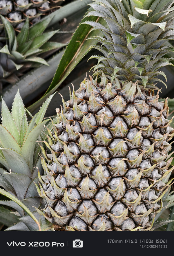 湛江自由行｜3日2夜高鐵遊行程景點美食推薦！打卡法式風情街/菠蘿的海 