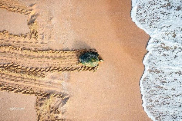 拉斯阿爾金茲海龜保護區（圖片來源︰FB@Ras Al Jinz Turtle Reserve محمية رأس الجنز للسلاحف ）