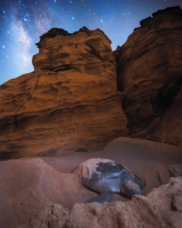 拉斯阿爾金茲海龜保護區（圖片來源︰FB@Ras Al Jinz Turtle Reserve محمية رأس الجنز للسلاحف ）