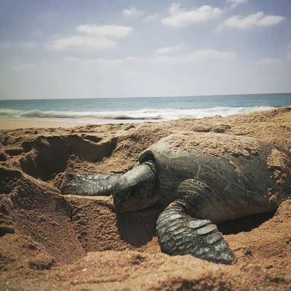 拉斯阿爾金茲海龜保護區（圖片來源︰FB@Ras Al Jinz Turtle Reserve محمية رأس الجنز للسلاحف ）