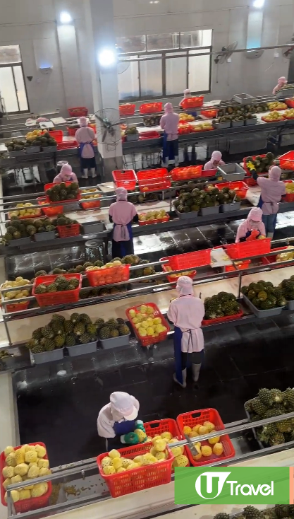 湛江自由行｜3日2夜高鐵遊行程景點美食推薦！打卡法式風情街/菠蘿的海 