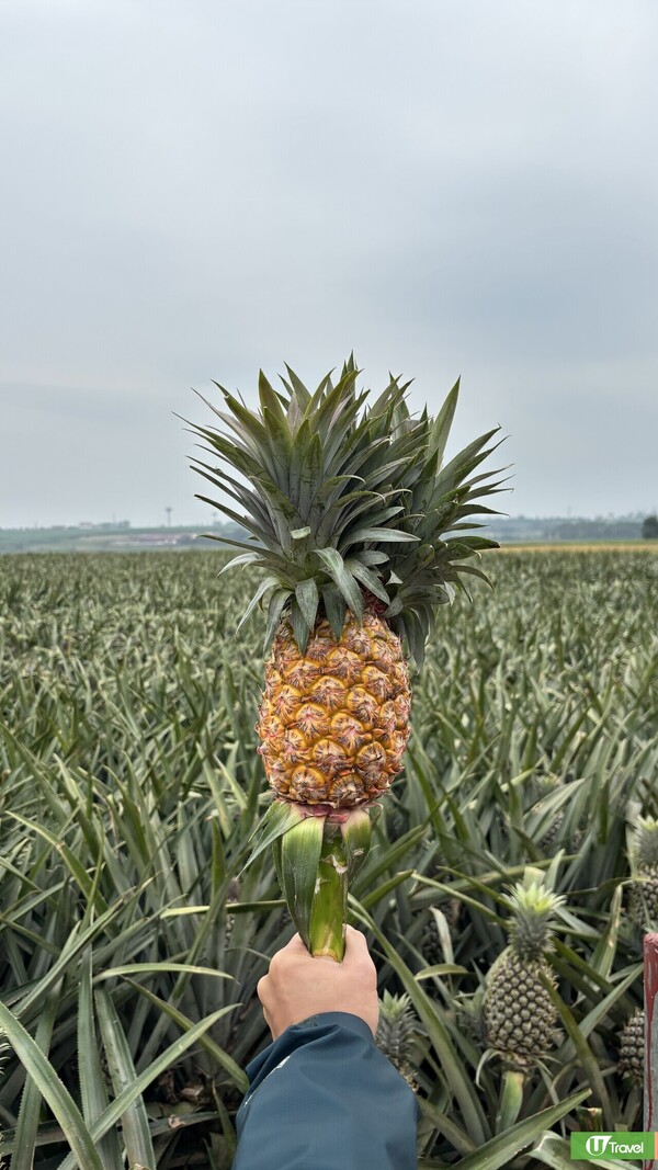 湛江自由行｜3日2夜高鐵遊行程景點美食推薦！打卡法式風情街/菠蘿的海 