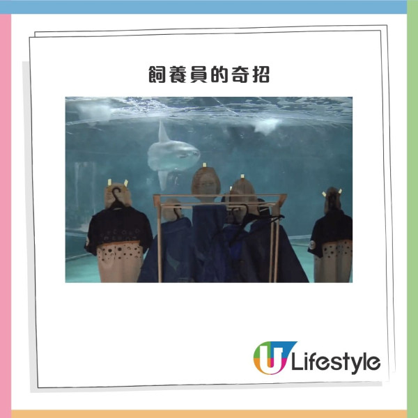 日本水族館翻車魚疑患抑鬱症!因沒遊客感寂寞!飼養員1暖心方法解愁