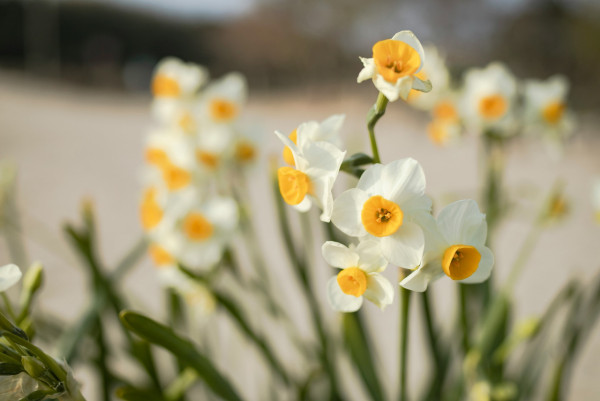 水仙花（圖片來源︰unsplash）