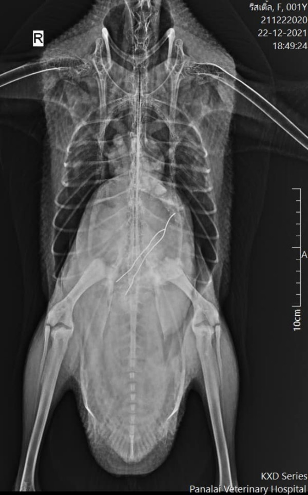 小女鵝因誤食電線緊急開刀 鵝爸爸在旁一臉心疼引熱議 