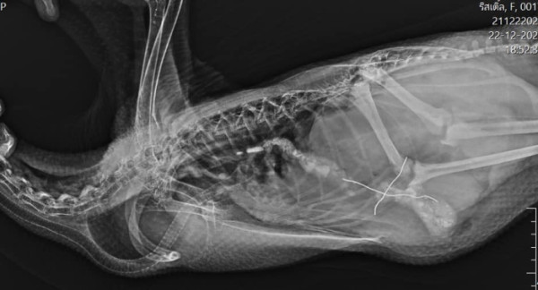 小女鵝因誤食電線緊急開刀 鵝爸爸在旁一臉心疼引熱議 