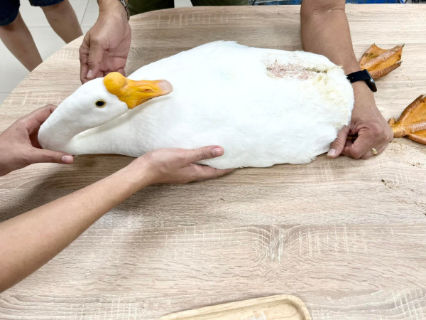 小女鵝因誤食電線緊急開刀 鵝爸爸在旁一臉心疼引熱議 