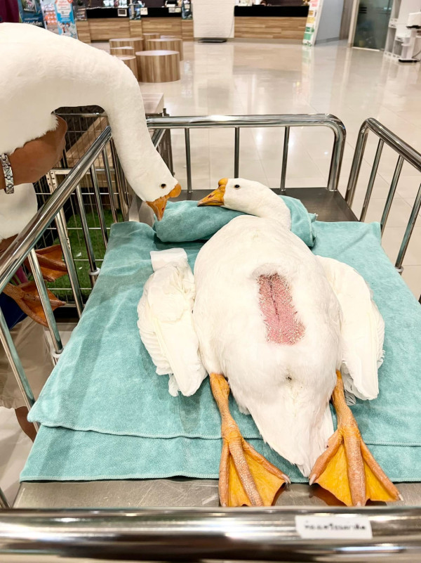 小女鵝因誤食電線緊急開刀 鵝爸爸在旁一臉心疼引熱議 