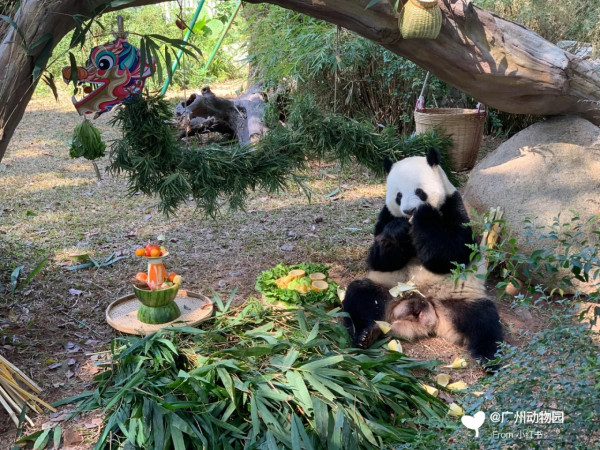 廣州動物園攻略:門票/景點/交通/景點!與長隆動物園有何分別? 廣州動物園攻略:門票/景點/交通/景點!與長隆動物園有何分別?