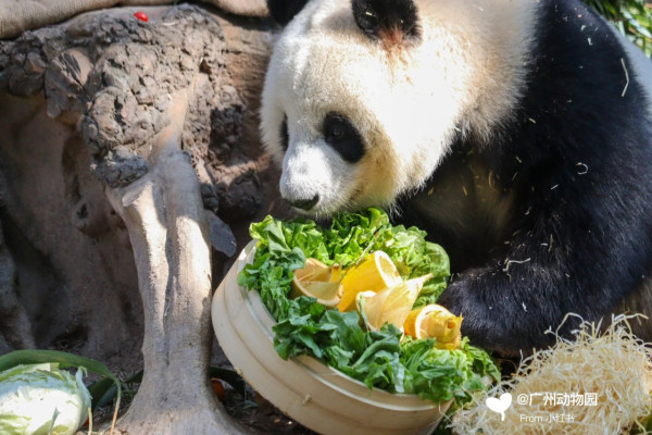 廣州動物園攻略:門票/景點/交通/景點!與長隆動物園有何分別? 廣州動物園攻略:門票/景點/交通/景點!與長隆動物園有何分別?