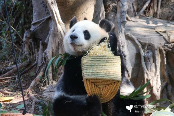 廣州動物園攻略:門票/景點/交通/景點!與長隆動物園有何分別? 廣州動物園攻略:門票/景點/交通/景點!與長隆動物園有何分別?