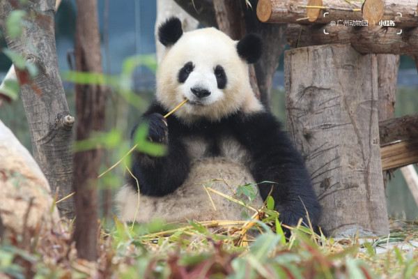 廣州動物園攻略:門票/景點/交通/景點!與長隆動物園有何分別? 廣州動物園攻略:門票/景點/交通/景點!與長隆動物園有何分別?
