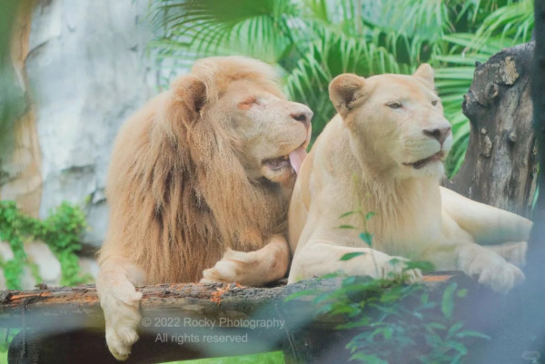 廣州動物園攻略:門票/景點/交通/景點!與長隆動物園有何分別? 廣州動物園攻略:門票/景點/交通/景點!與長隆動物園有何分別?