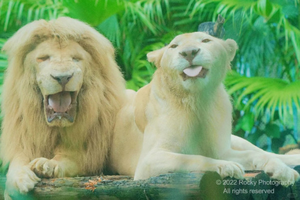 廣州動物園攻略:門票/景點/交通/景點!與長隆動物園有何分別? 廣州動物園攻略:門票/景點/交通/景點!與長隆動物園有何分別?