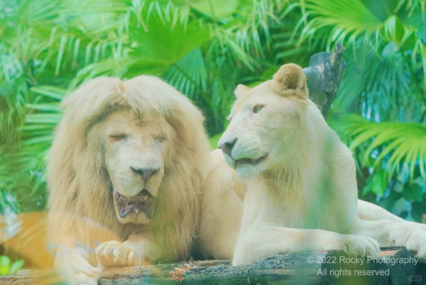 廣州動物園攻略:門票/景點/交通/景點!與長隆動物園有何分別? 廣州動物園攻略:門票/景點/交通/景點!與長隆動物園有何分別?