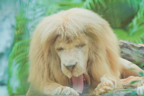 廣州動物園攻略:門票/景點/交通/景點!與長隆動物園有何分別? 廣州動物園攻略:門票/景點/交通/景點!與長隆動物園有何分別?
