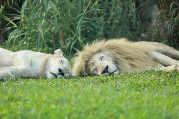 廣州動物園攻略:門票/景點/交通/景點!與長隆動物園有何分別? 廣州動物園攻略:門票/景點/交通/景點!與長隆動物園有何分別?