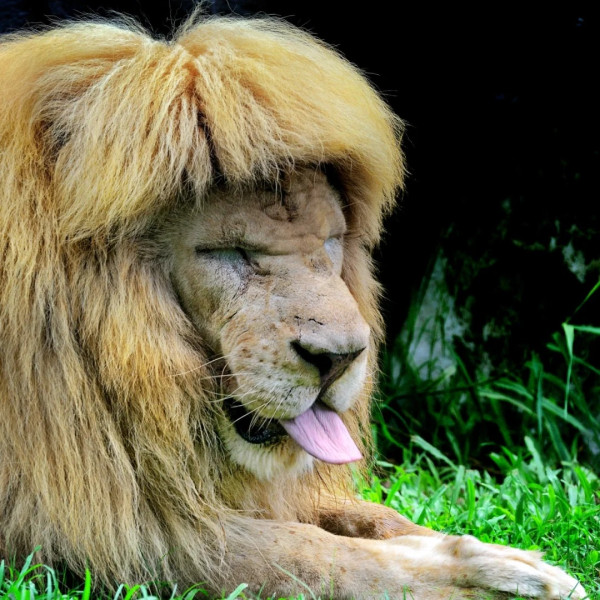 廣州動物園攻略:門票/景點/交通/景點!與長隆動物園有何分別? 廣州動物園攻略:門票/景點/交通/景點!與長隆動物園有何分別?