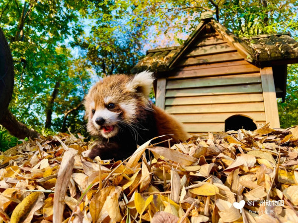 廣州動物園攻略:門票/景點/交通/景點!與長隆動物園有何分別? 廣州動物園攻略:門票/景點/交通/景點!與長隆動物園有何分別?
