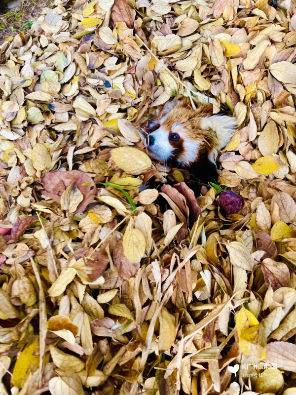 廣州動物園攻略:門票/景點/交通/景點!與長隆動物園有何分別? 廣州動物園攻略:門票/景點/交通/景點!與長隆動物園有何分別?