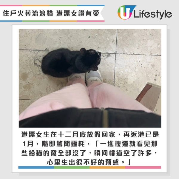 香港屋苑高齡流浪貓離世！住戶貼公告辦火化儀式懷緬！港漂女生讚：充滿人情味