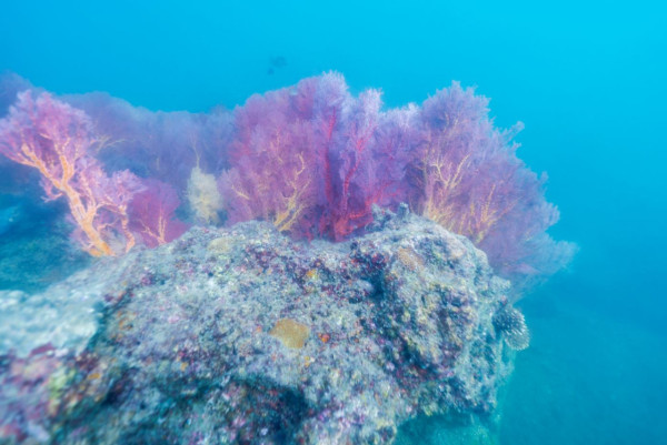 【飛女】安達曼海上的隱世明珠 – Trang (下) 