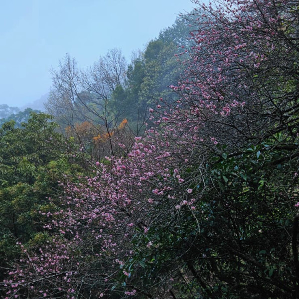 賞花好去處2025︱嘉道理農場賞早櫻！3款年花粉紅爭艷 梅花／鐘花櫻／吊鐘花（附交通方法）