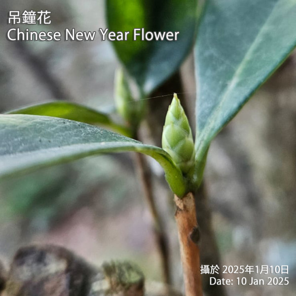 賞花好去處2025︱嘉道理農場賞早櫻！3款年花粉紅爭艷 梅花／鐘花櫻／吊鐘花（附交通方法）