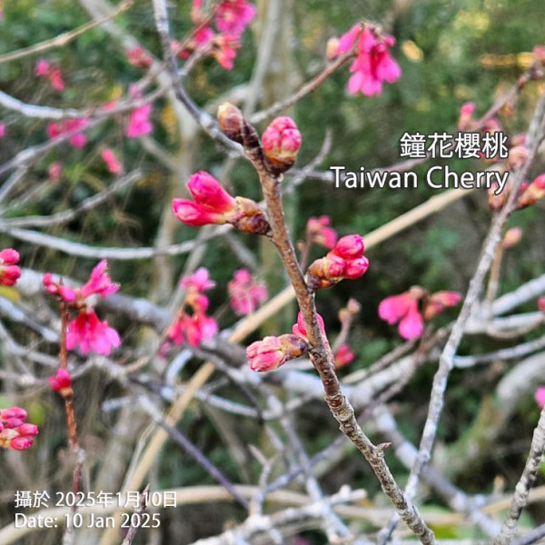 2026香港櫻花大爆發！全港8大「賞櫻秘境」粉紅綻放、機場/馬鞍山百棵花海 附交通攻略
