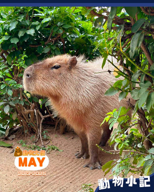 海洋公園水豚「全港最孤單」阿May安樂死 北極狐Circle上月離世