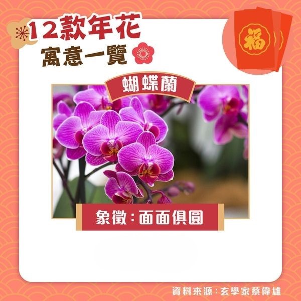 擺年花禁忌 ︳黃色菊花放家中易招惹第三者 玄學家拆解4種年花勿亂放