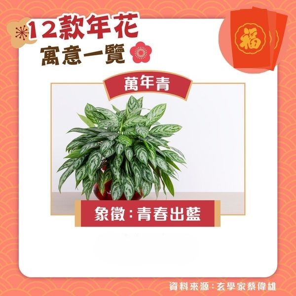 擺年花禁忌 ︳黃色菊花放家中易招惹第三者 玄學家拆解4種年花勿亂放