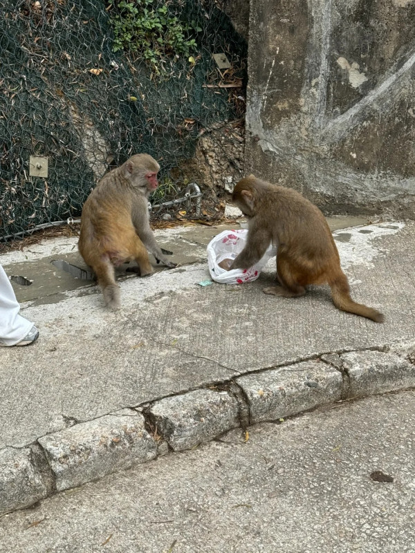 猴擒馬騮「打劫」少女背囊3次跳身上 大膽開袋搶食爭鮮壽司得個吉