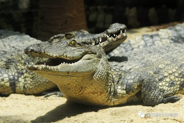 深圳10大新年玩樂優惠!遊樂場/冰雪世界門票買一送一 附廣州/珠海好去處