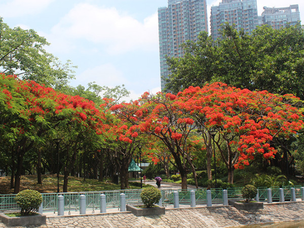 紫花風鈴木開花情報！3大觀賞地點+交通資訊