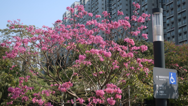 紫花風鈴木開花情報！3大觀賞地點+交通資訊