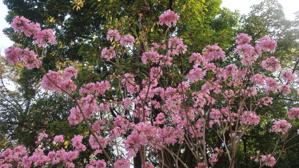 紫花風鈴木開花情報！3大觀賞地點+交通資訊