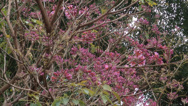 紫花風鈴木開花情報！3大觀賞地點+交通資訊