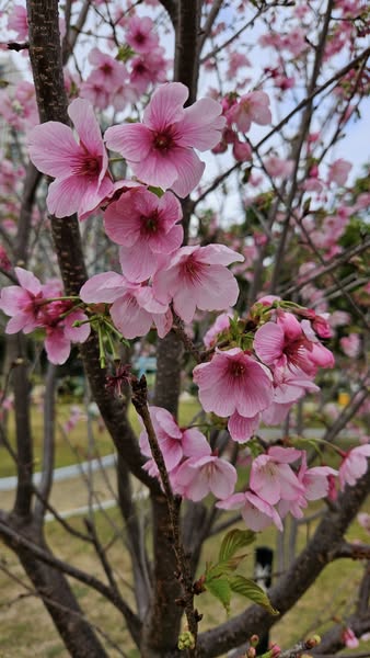 紫掌盛放2大賞花地點！ 粉紫色心形苞片+肉質花軸