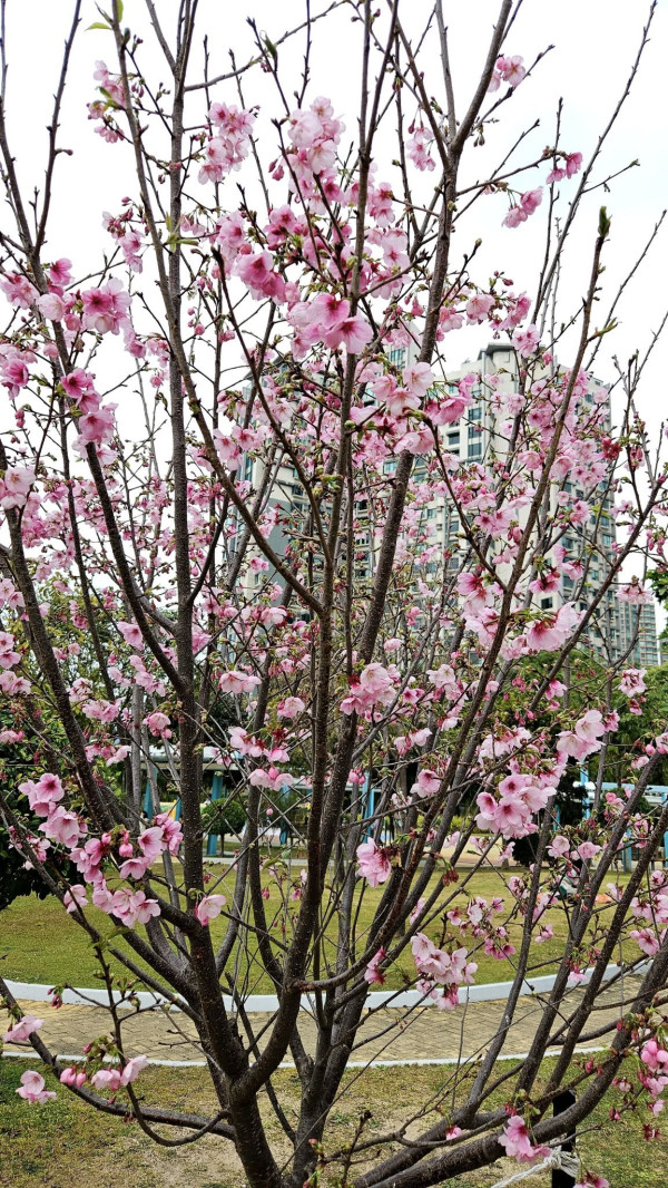 紫掌盛放2大賞花地點！ 粉紫色心形苞片+肉質花軸