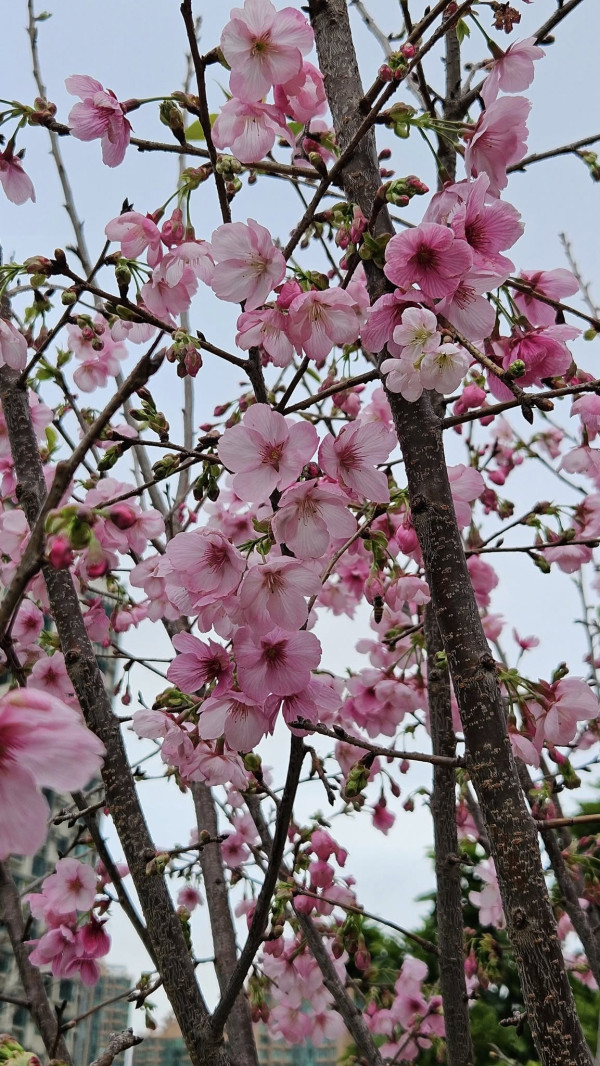 香港櫻花2025｜馬鞍山櫻花半數盛開！預料2月內完全盛開 附交通方法